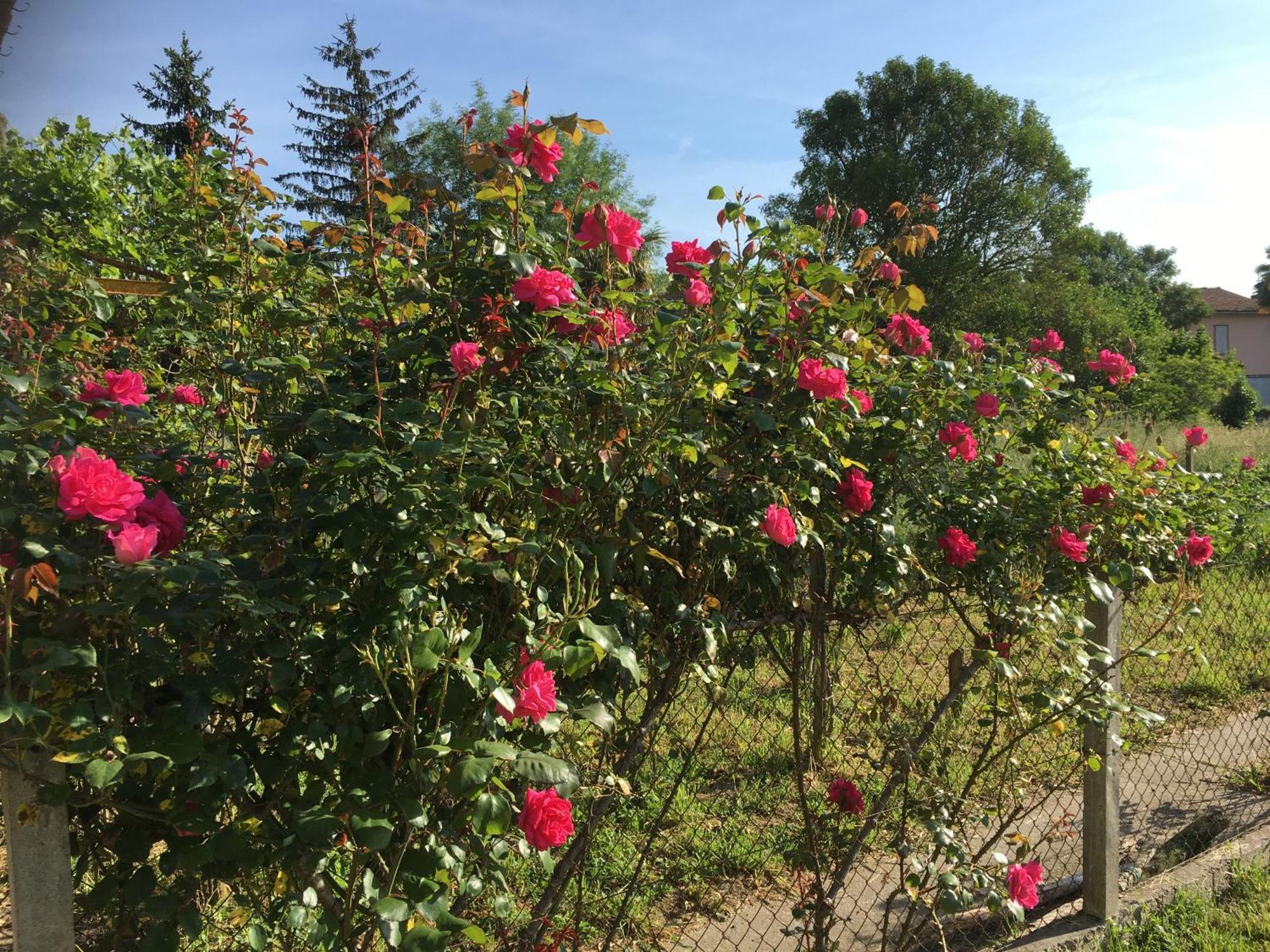 Bed and Breakfast Chez Christian LʼIsle-en-Dodon Exterior foto